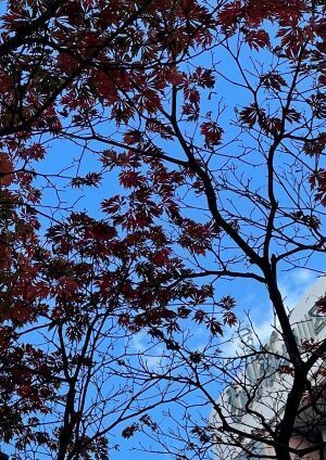20211123_032217170_iOSアトレ紅葉 (3).jpg